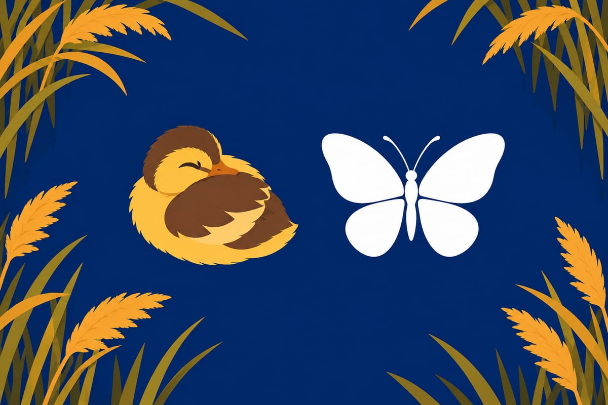 A white butterfly floats on still navy-blue water, its four rounded wings spread in a relaxed, symmetrical pose.